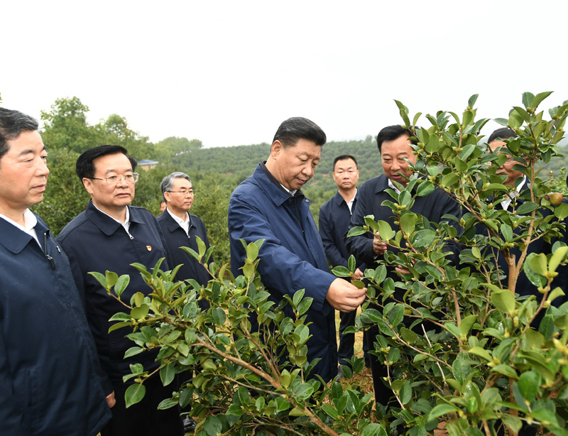 　　9月16日至18日，中共中央總書記、國(guó)家主席、中央軍委主席習(xí)近平在河南考察。這是17日上午，習(xí)近平來到信陽市光山縣槐店鄉(xiāng)司馬光油茶園，實(shí)地察看油茶樹種植和掛果情況。新華社記者 謝環(huán)馳 攝